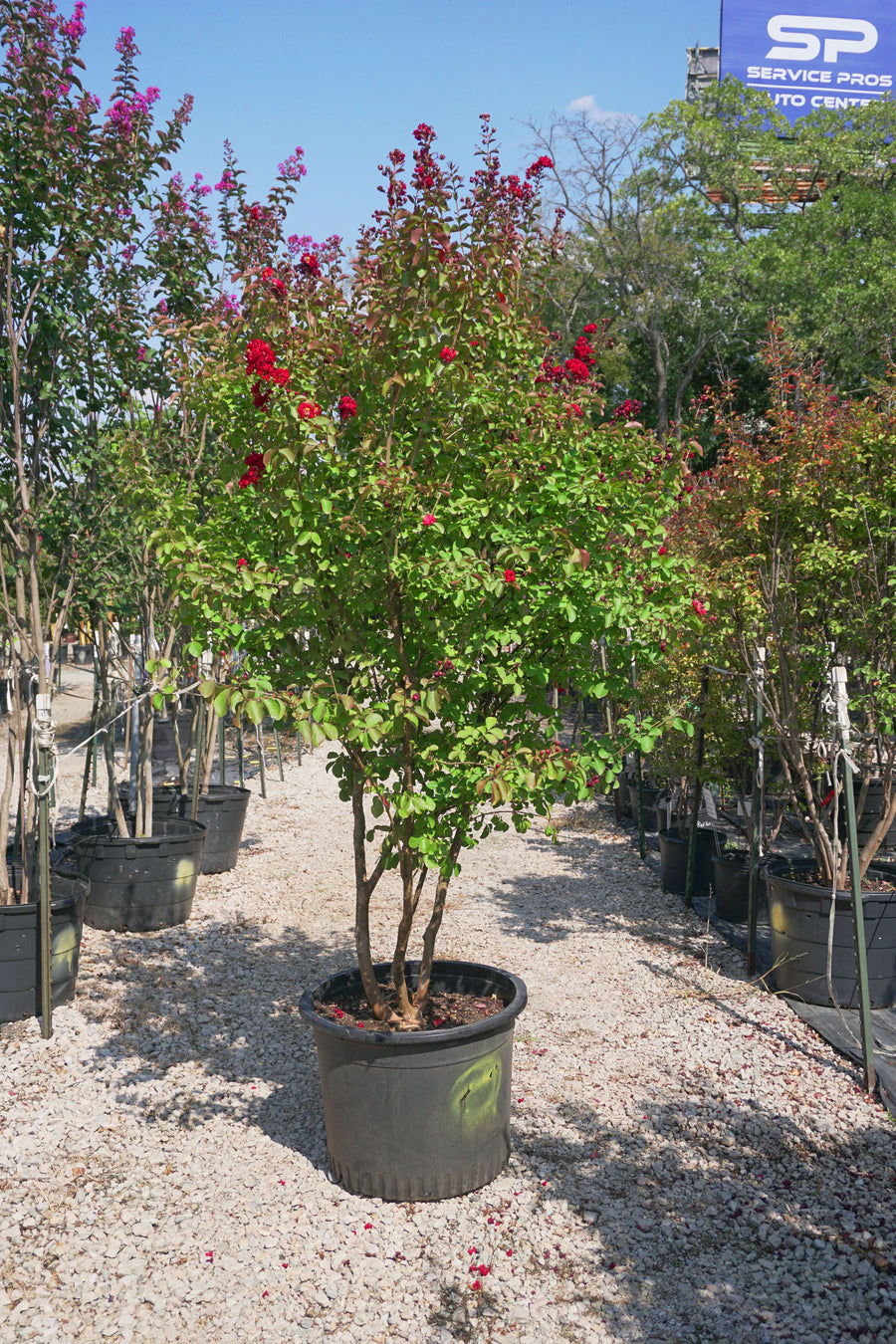 Red Rocket Crape Myrtle, Red - Lagerstroemia Indica 'Whit IV'