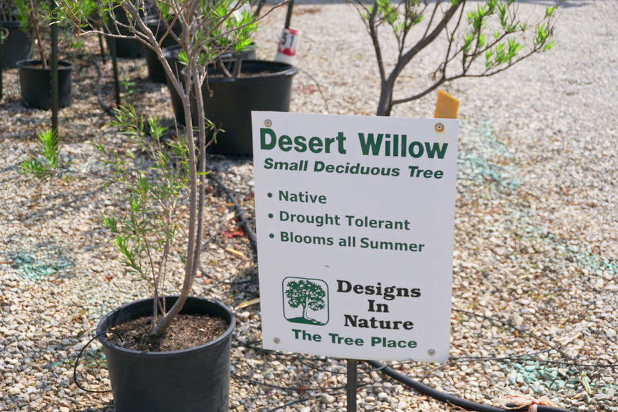 Desert Willow - Chilopsis Linearis