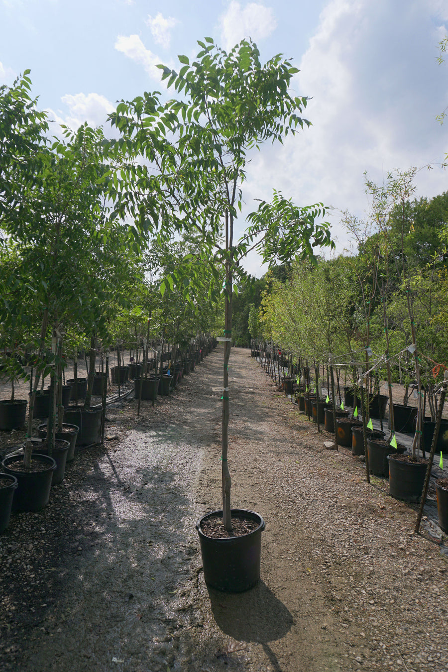 Papershell Pecan - Fort Worth, Texas - The Tree Place – The Tree