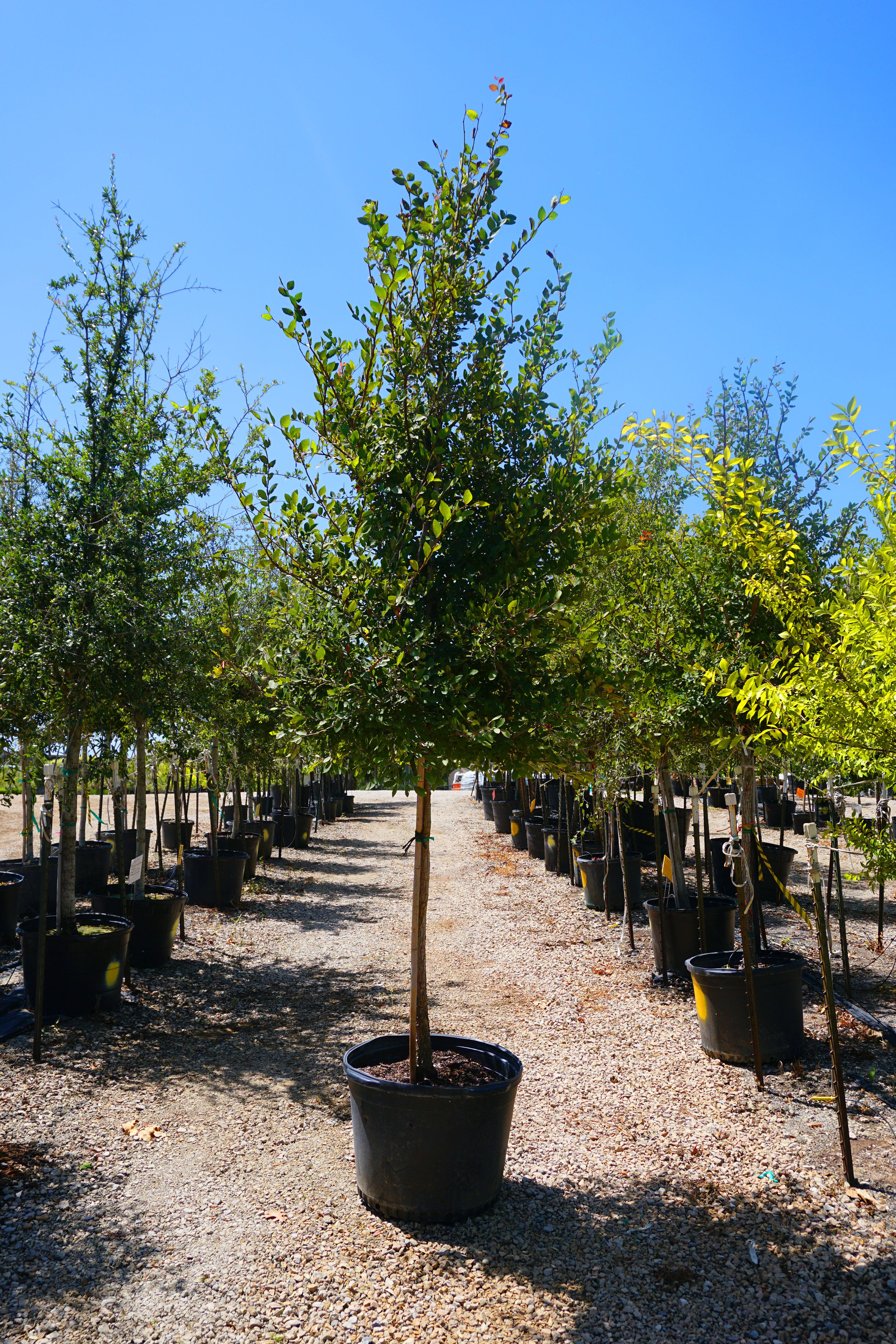 Cedar Elm - Fort Worth, Texas - The Tree Place – The Tree Place TX