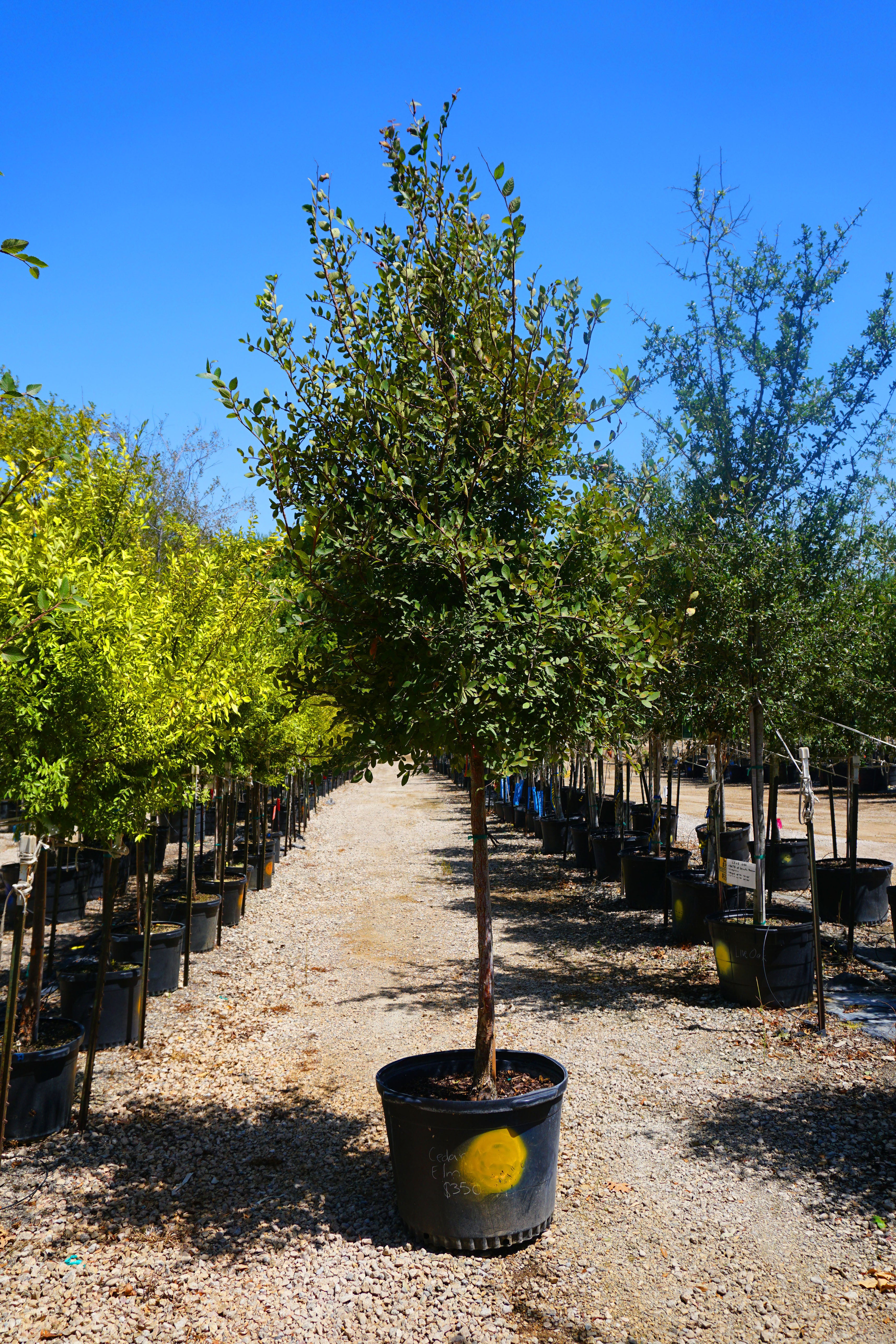 Cedar Elm - Fort Worth, Texas - The Tree Place – The Tree Place TX