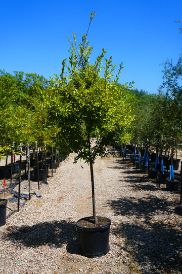 Apple Trees - Fort Worth, Texas - The Tree Place – The Tree Place TX