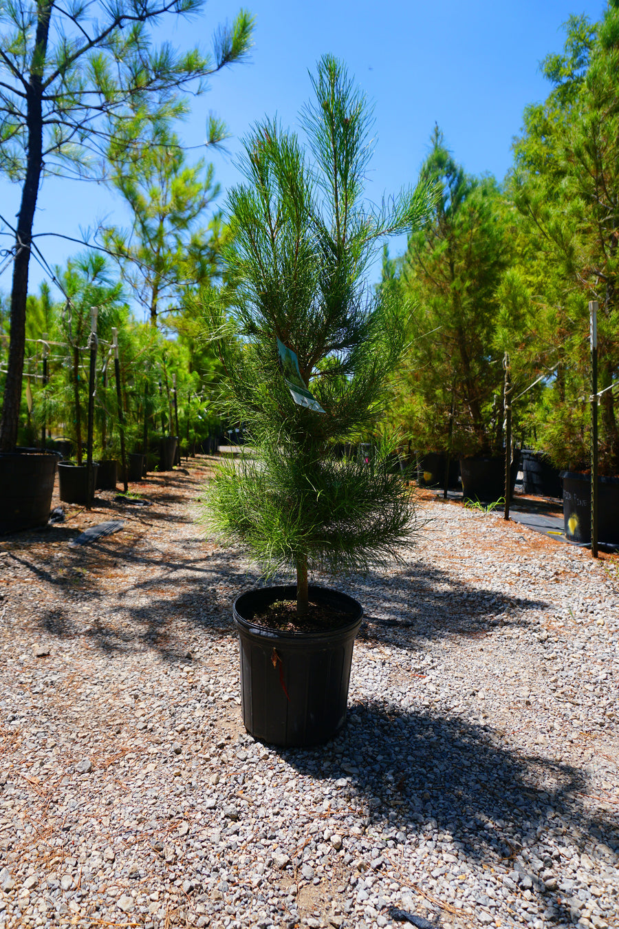 Afghan Pine - Pinus Eldarica