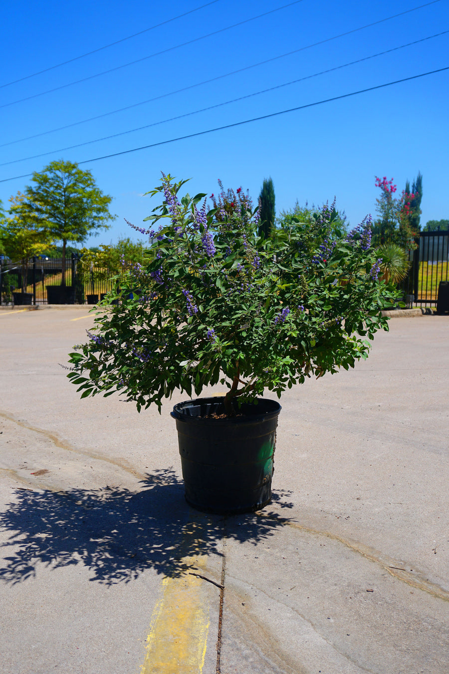 Vitex Tree Form Flip Side Chaste Tree, Vitex - Fort Worth, Texas - The Tree Place – The ...