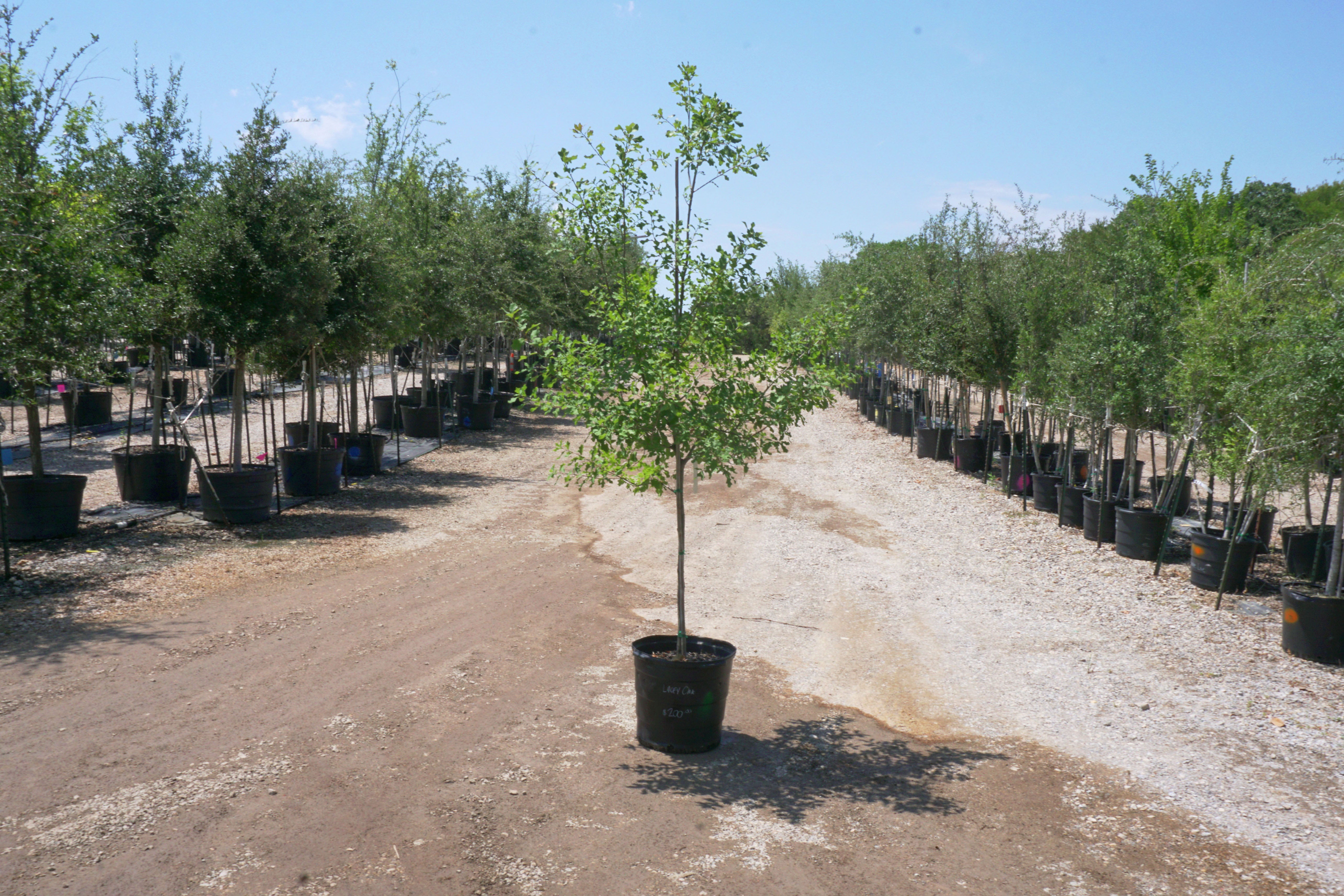 Lacey Oak - Fort Worth, Texas - The Tree Place – The Tree Place TX