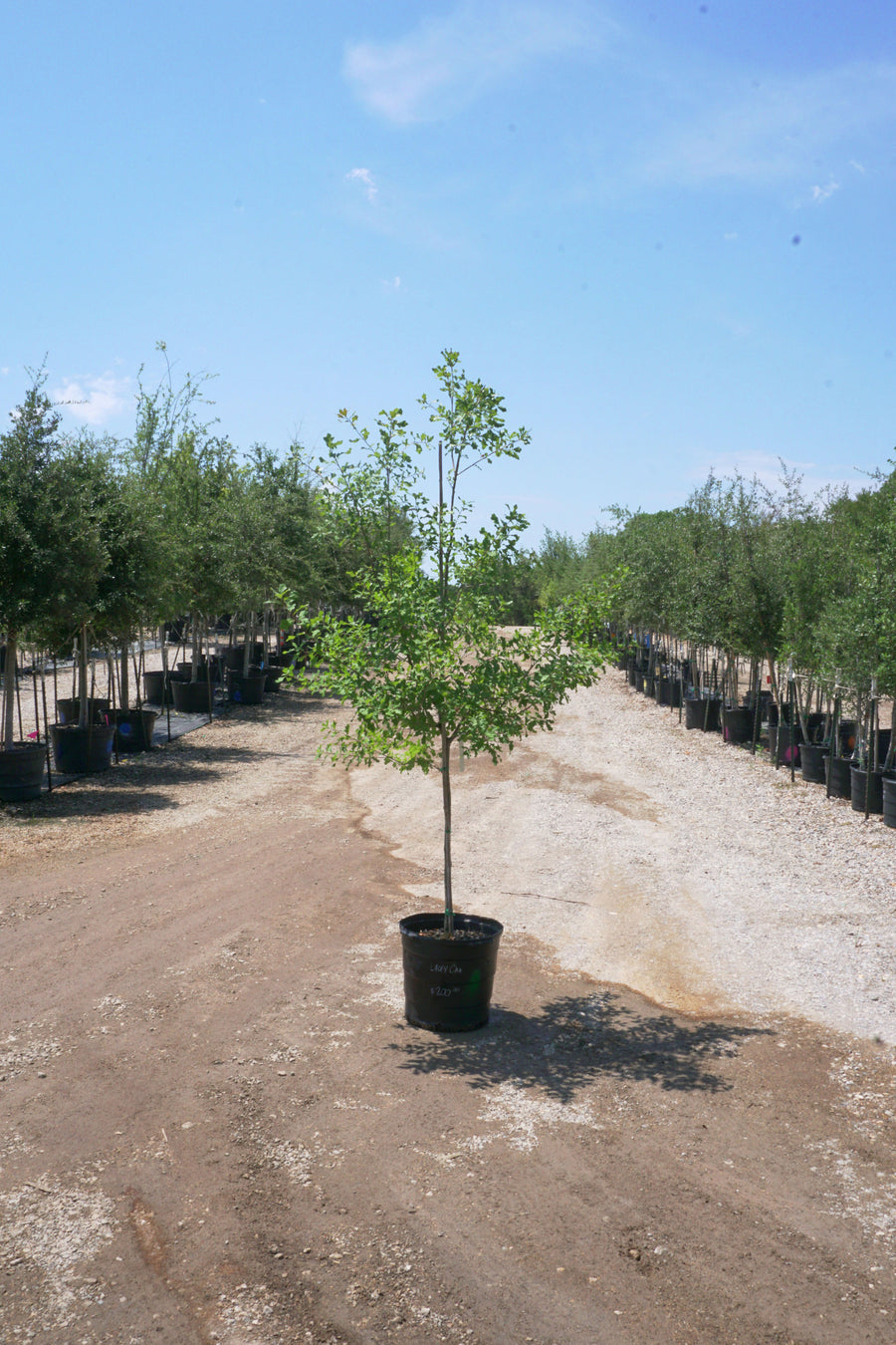 Lacey Oak - Quercus Laceyi