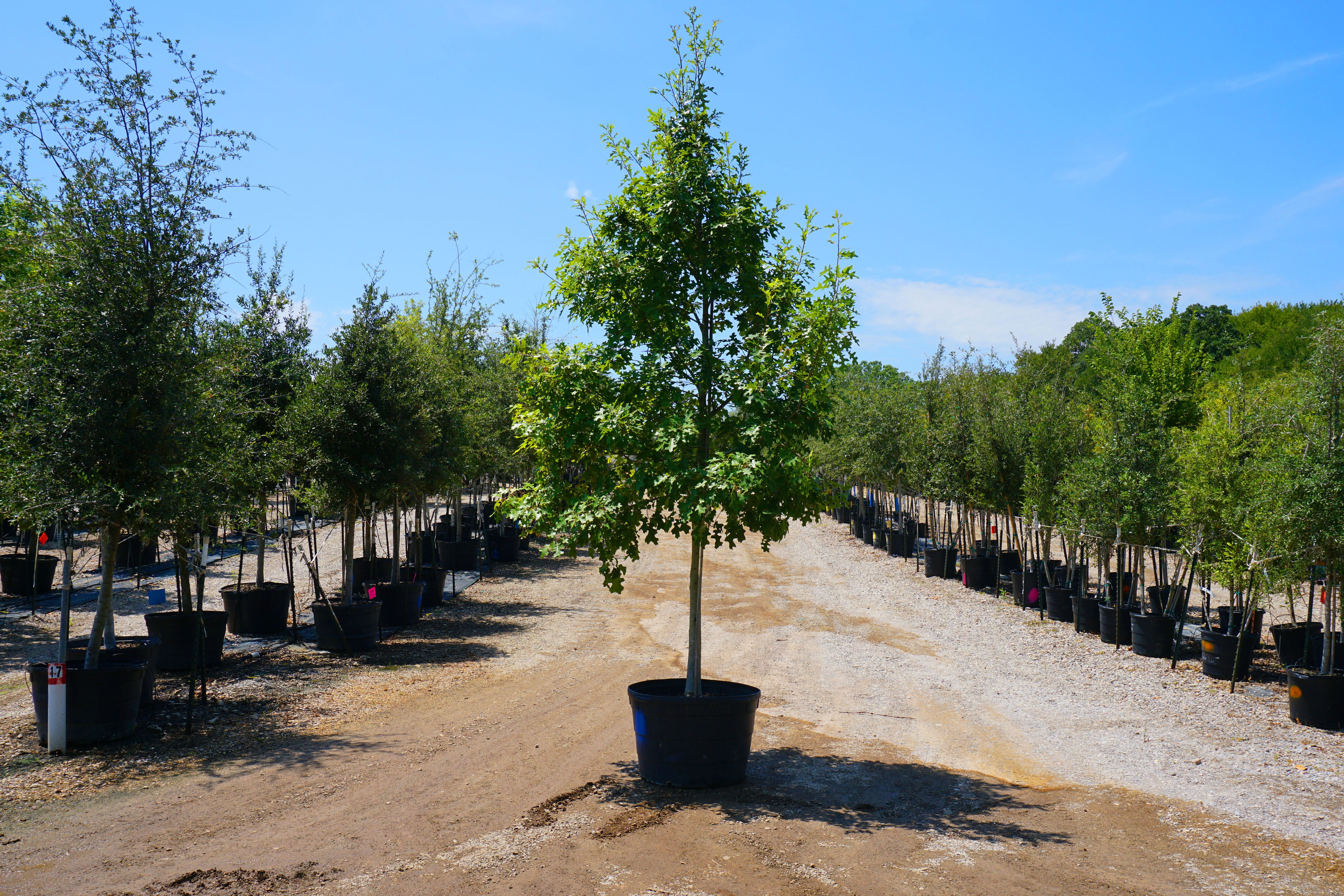 Texas Red Oak - Fort Worth, Texas - The Tree Place – The Tree Place TX