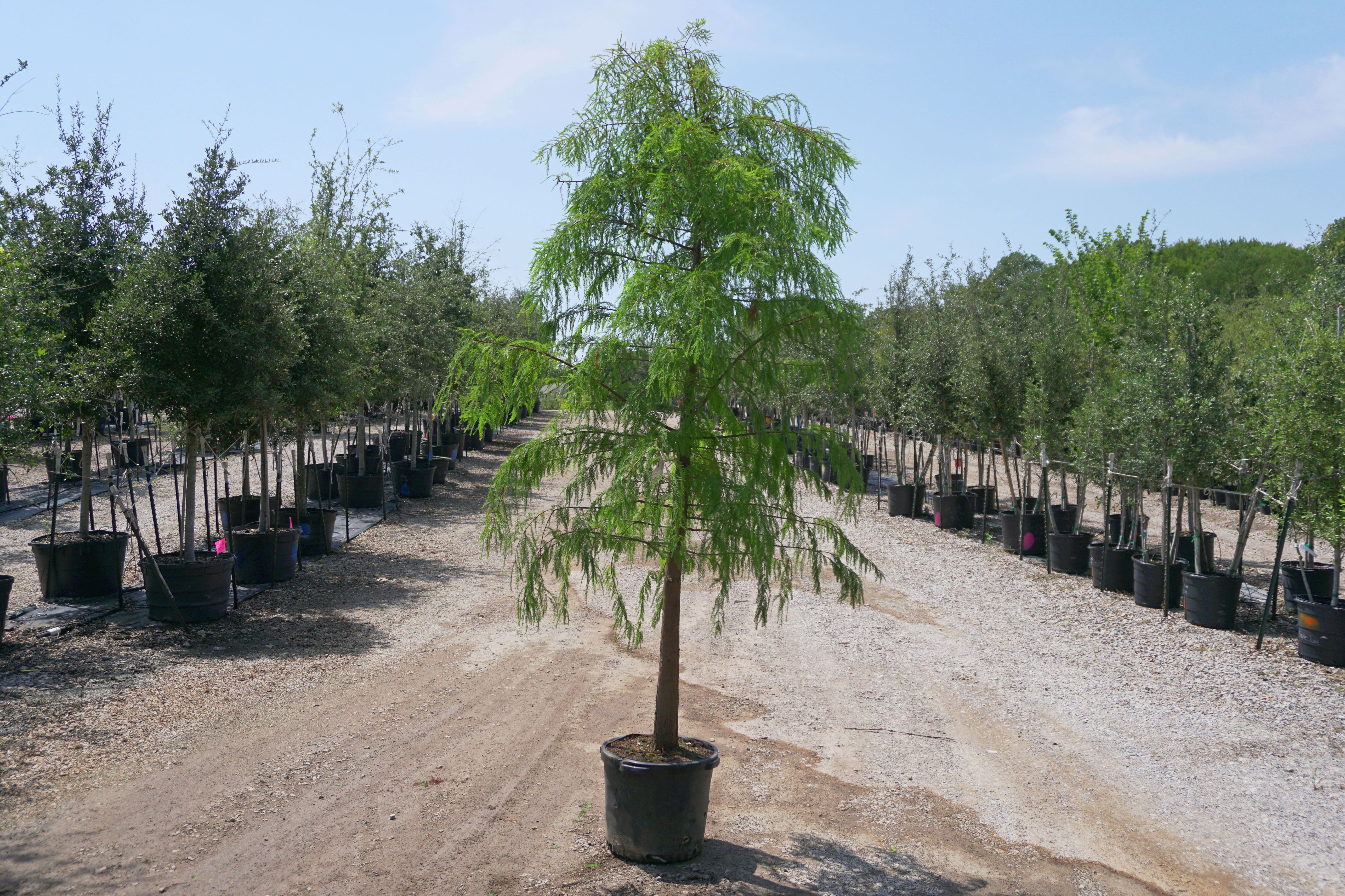 Bald Cypress - Fort Worth, Texas - The Tree Place – The Tree Place TX