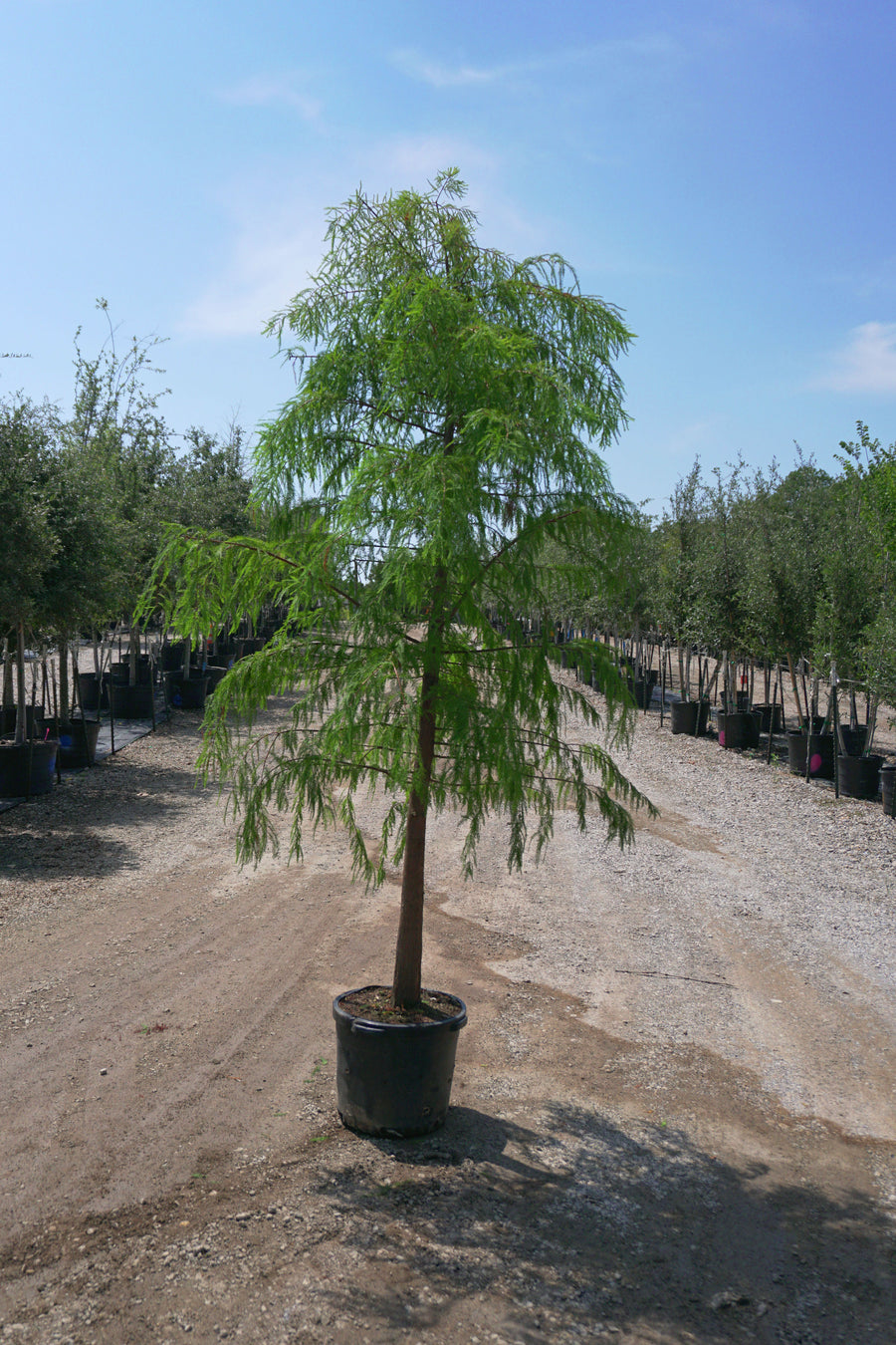 Bald Cypress - Taxodium Distichum
