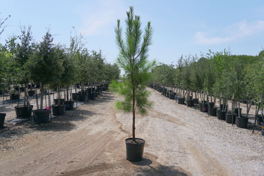 Loblolly Pine - Pinus Taeda