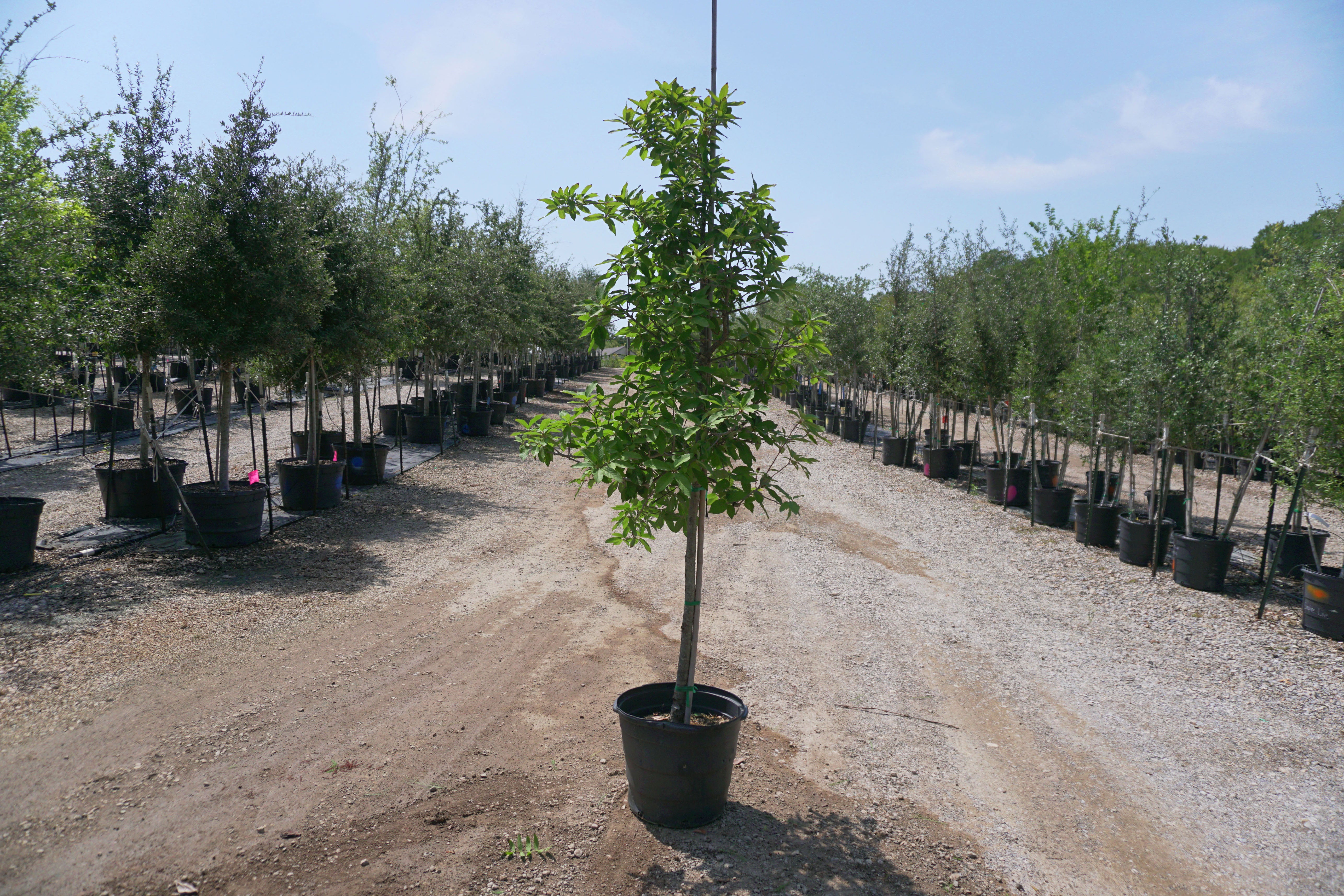 Monterrey Oak - Fort Worth, Texas - The Tree Place – The Tree Place TX