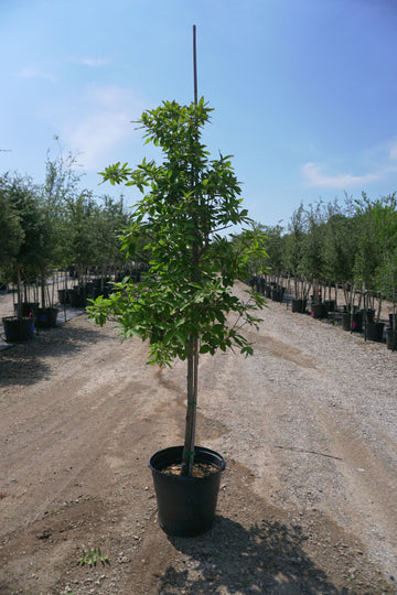 Monterrey Oak - Quercus Polymorpha