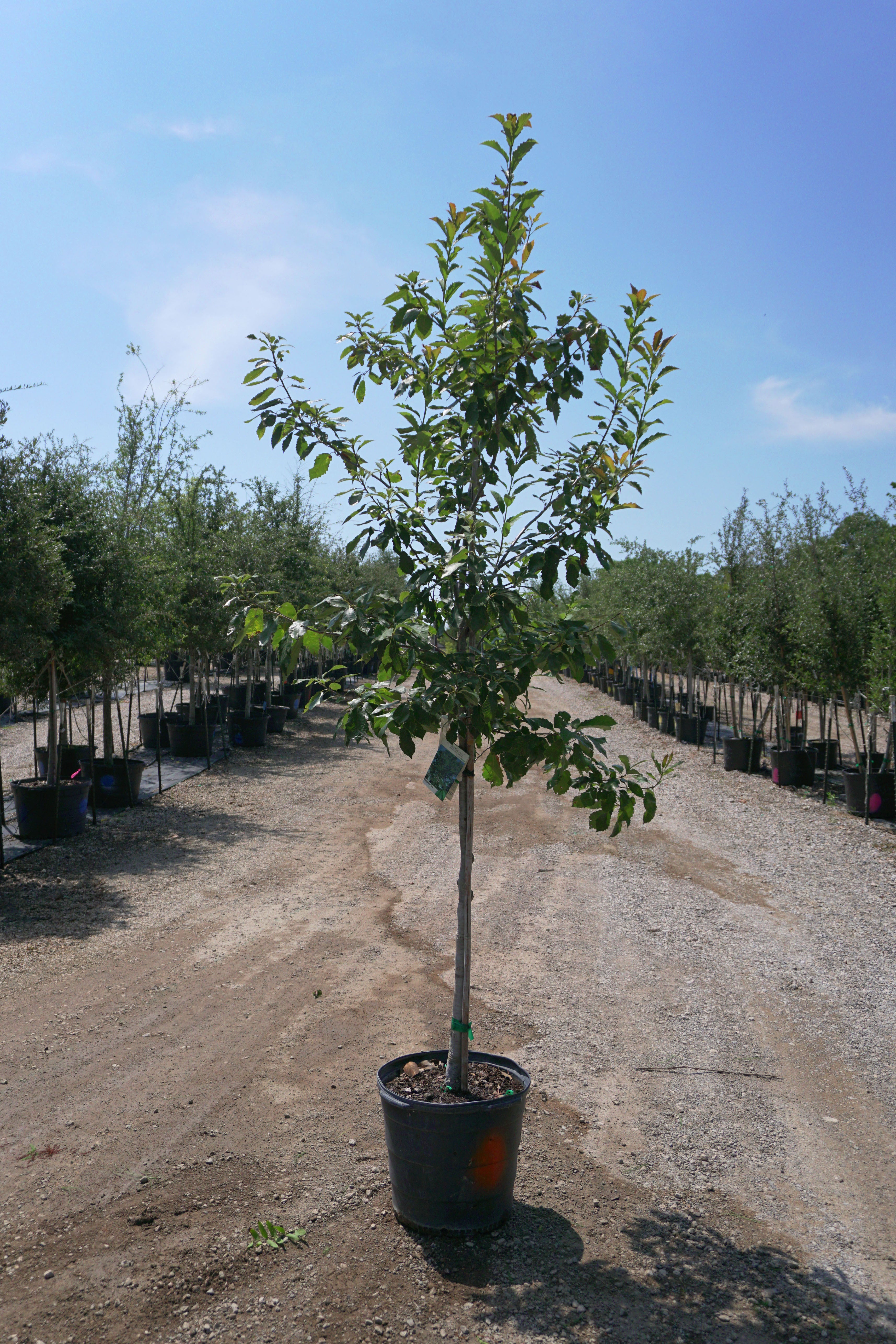 Chinquapin Oak - Fort Worth, Texas - The Tree Place – The Tree Place TX