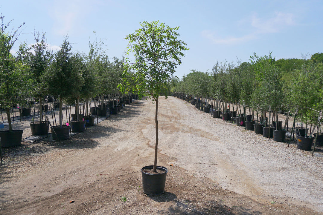 Chinese Pistache - Fort Worth, Texas - The Tree Place – The Tree Place TX