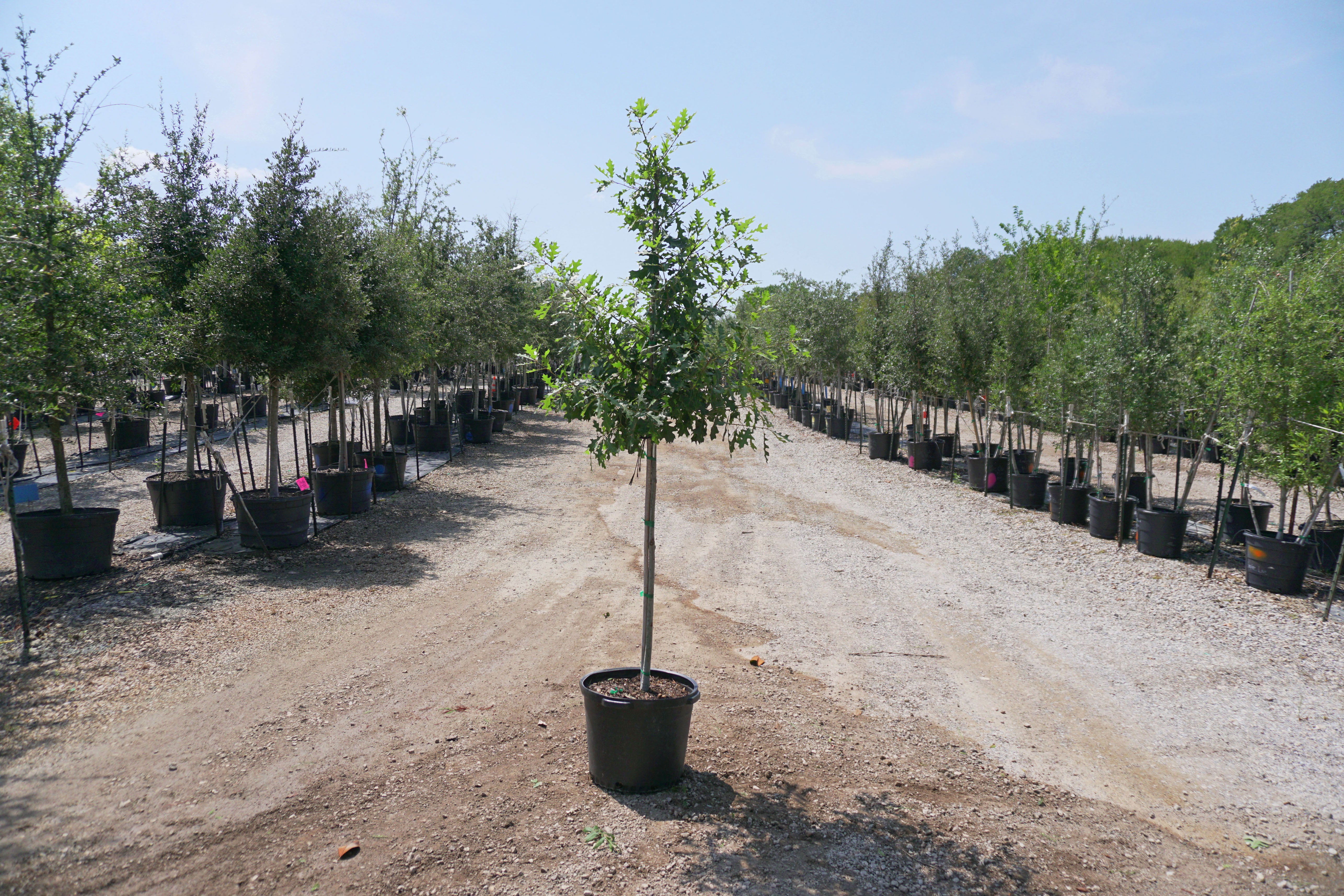 Shumard Red Oak - Fort Worth, Texas - The Tree Place Best Seller! – The ...