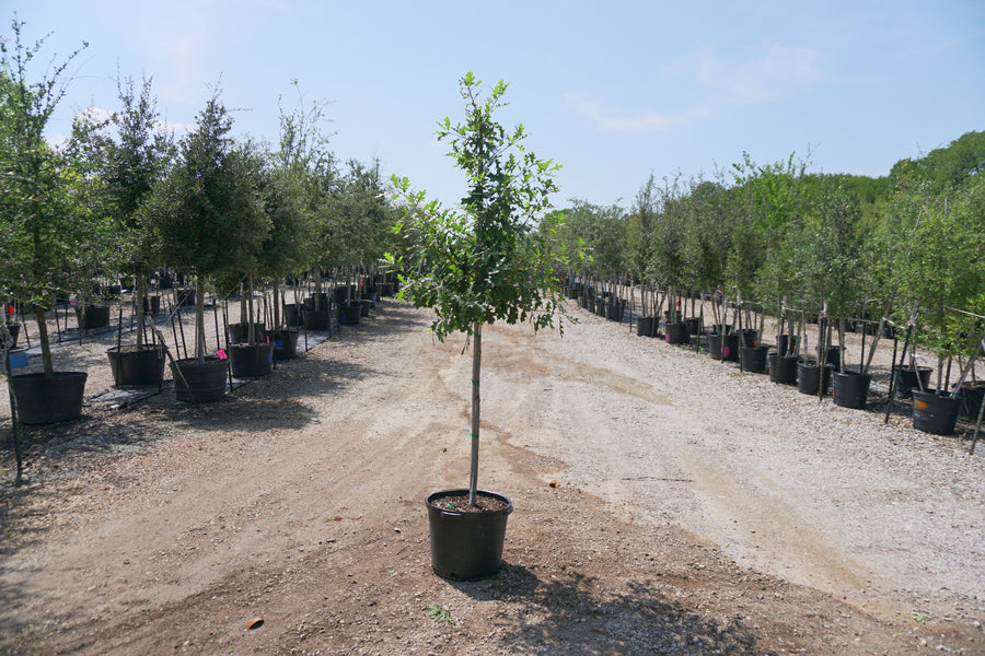 Shumard Red Oak - Quercus Shumardii - OUR BEST SELLER -