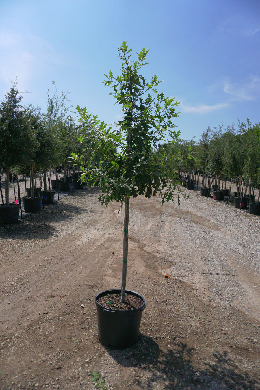 Bur Oak - Quercus Macrocarpa