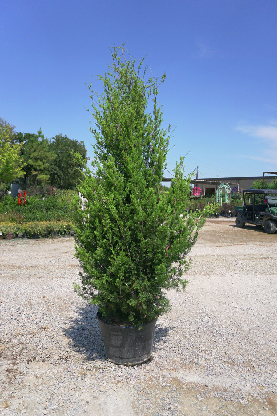 Eastern Red Cedar - Juniperus Virginiana