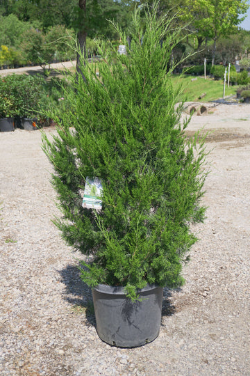 Brodie Cedar - Juniperus Virginiana 'Brodie'