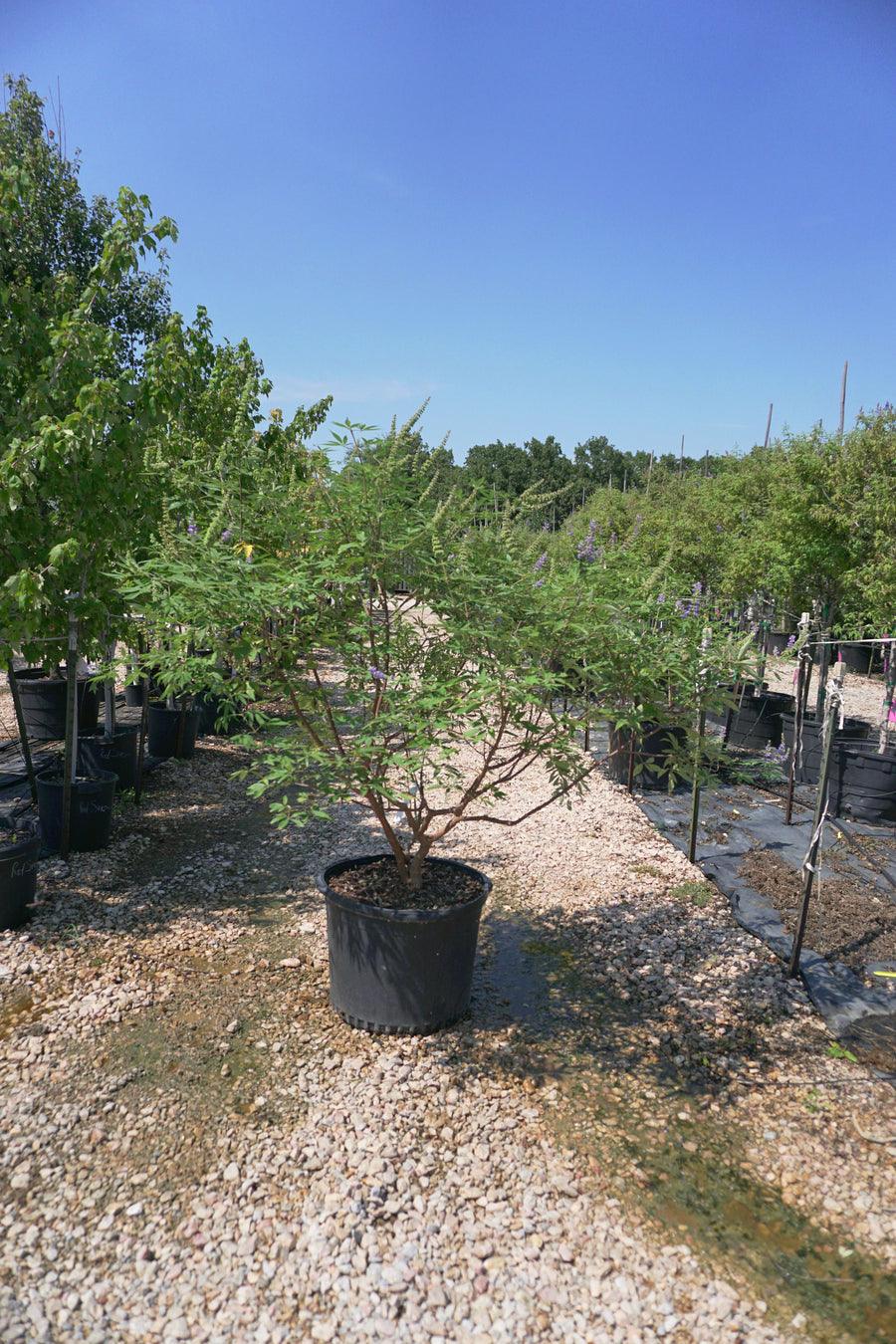 Blue Bayou Chaste Tree - Vitex Agnus-Castus