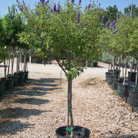 texas lavender vitex tree Blue Bayou Chaste Tree (Tree Form) - Fort Worth, Texas