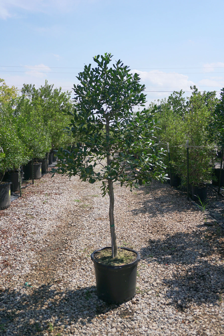 Nellie R. Stevens Holly (Tree Form) - Ilex x 'Nellie R. Stevens'