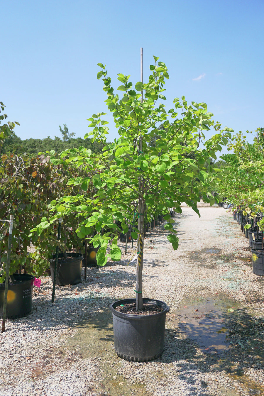 Texas Red Bud - Fort Worth, Texas - The Tree Place – The Tree Place TX