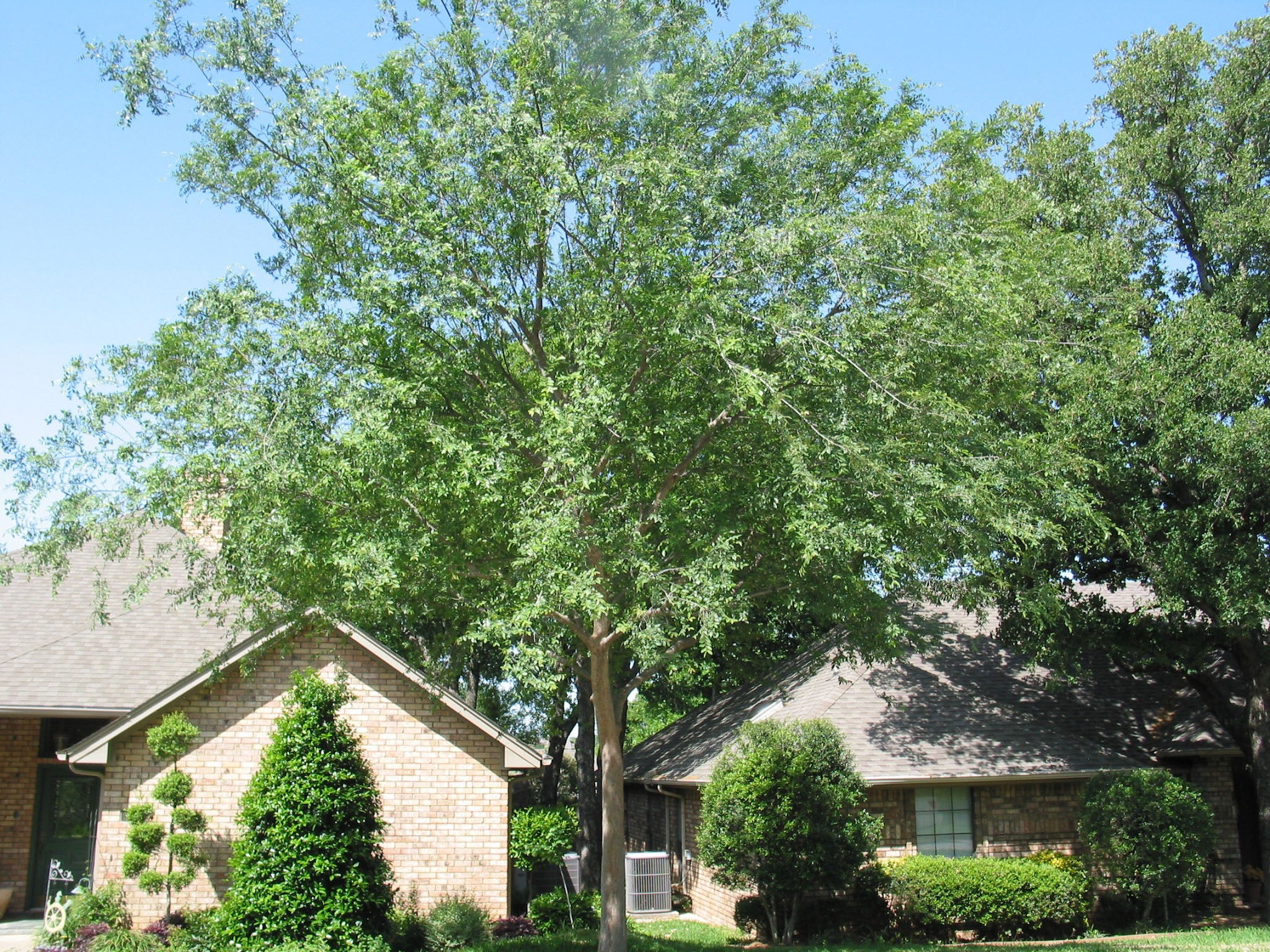 Lacebark Elm - Fort Worth, Texas - The Tree Place – The Tree Place TX