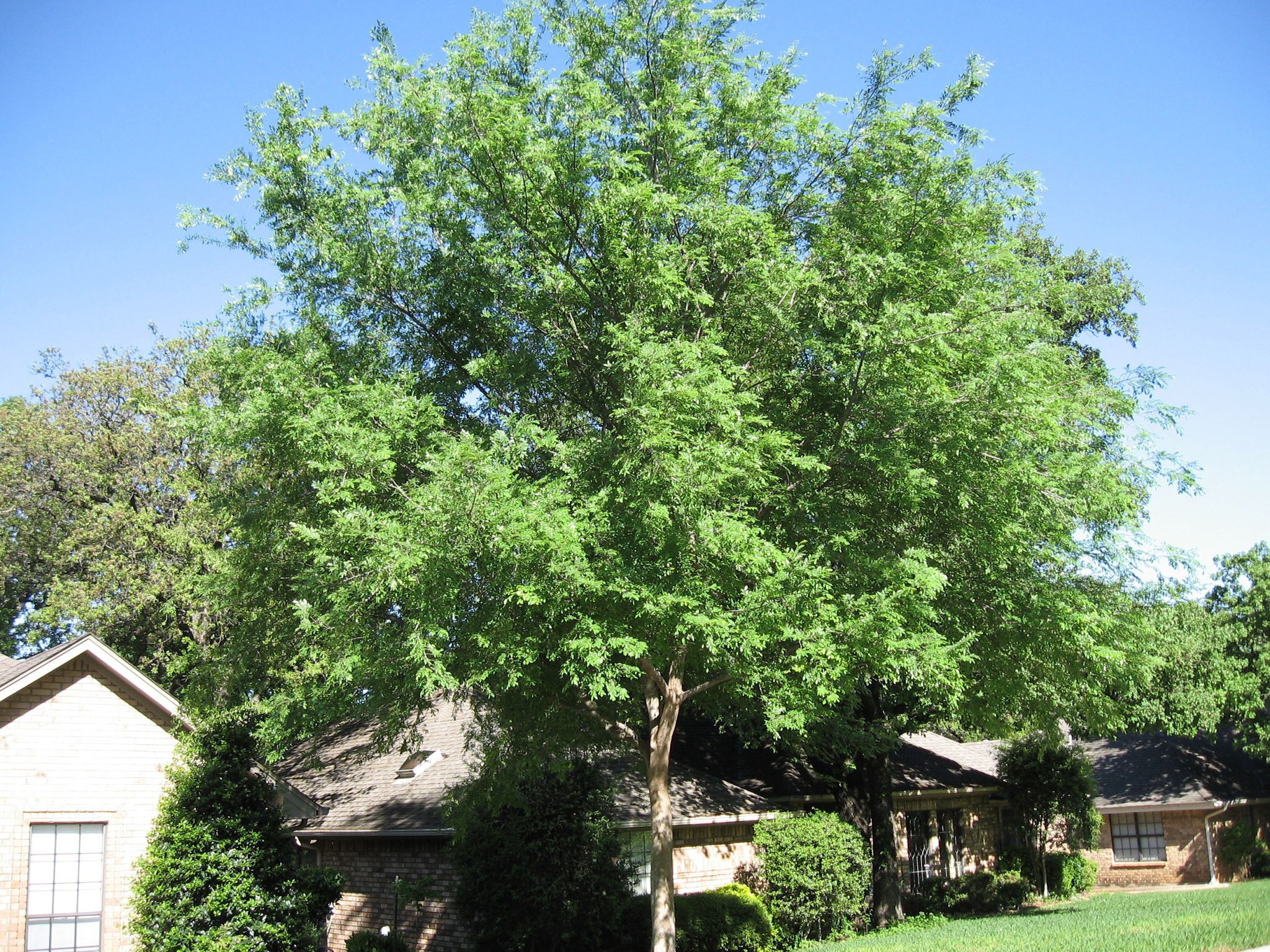 Lacebark Elm - Fort Worth, Texas - The Tree Place – The Tree Place TX