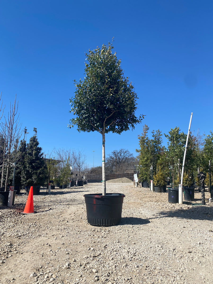 Eagleston Holly (Tree Form) - Ilex x Attenuata