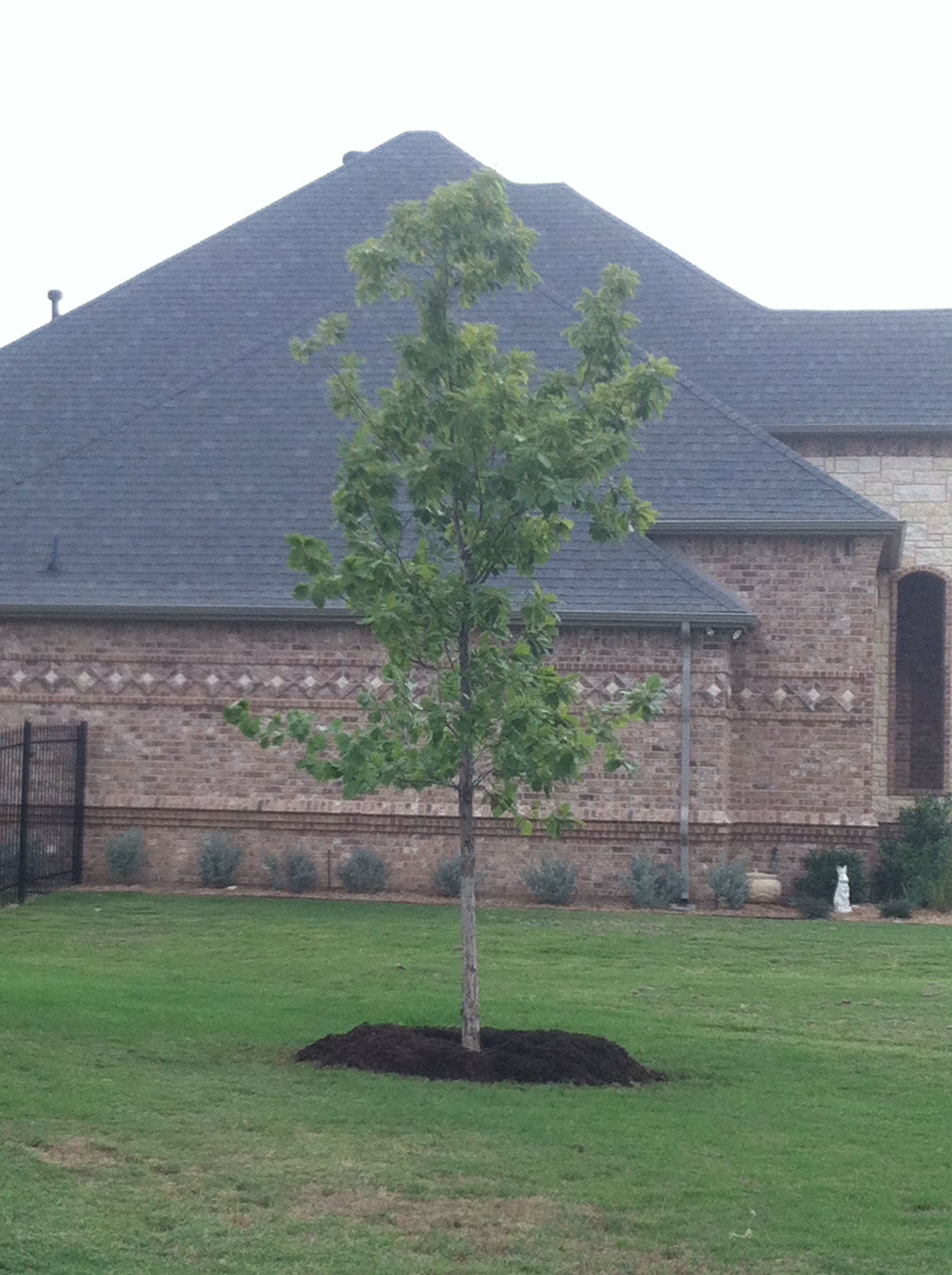Chinquapin Oak - Fort Worth, Texas - The Tree Place – The Tree Place TX