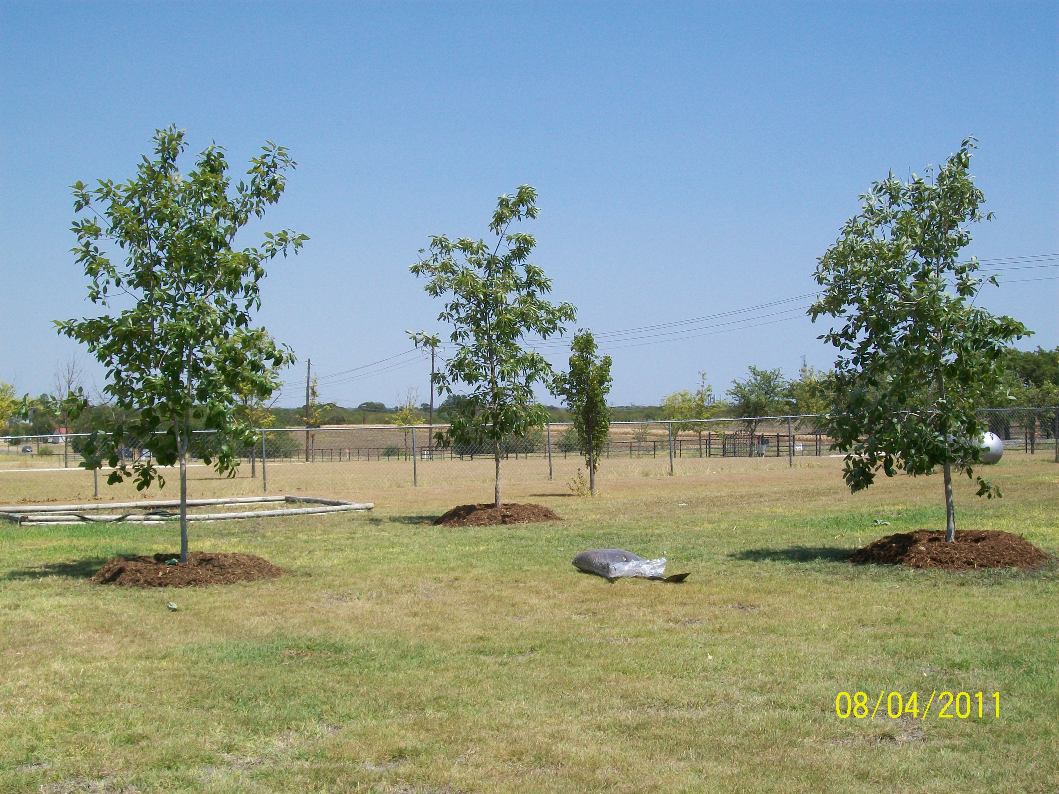 Chinquapin Oak - Fort Worth, Texas - The Tree Place – The Tree Place TX