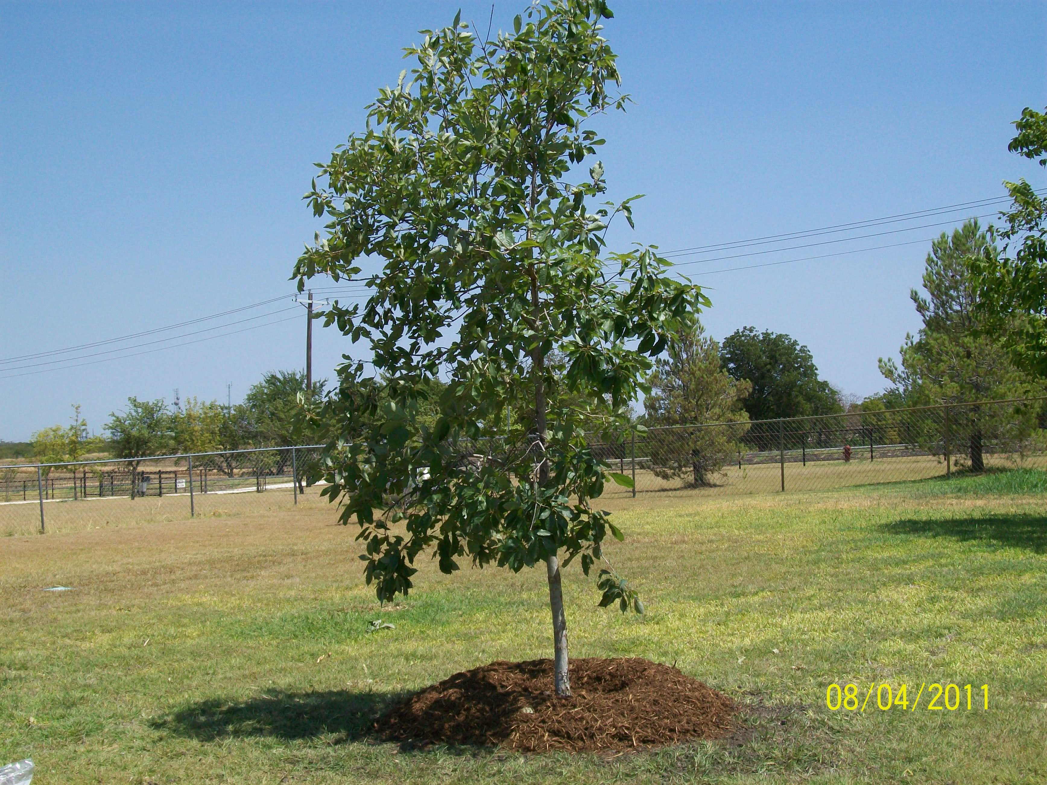 Chinquapin Oak - Fort Worth, Texas - The Tree Place – The Tree Place TX