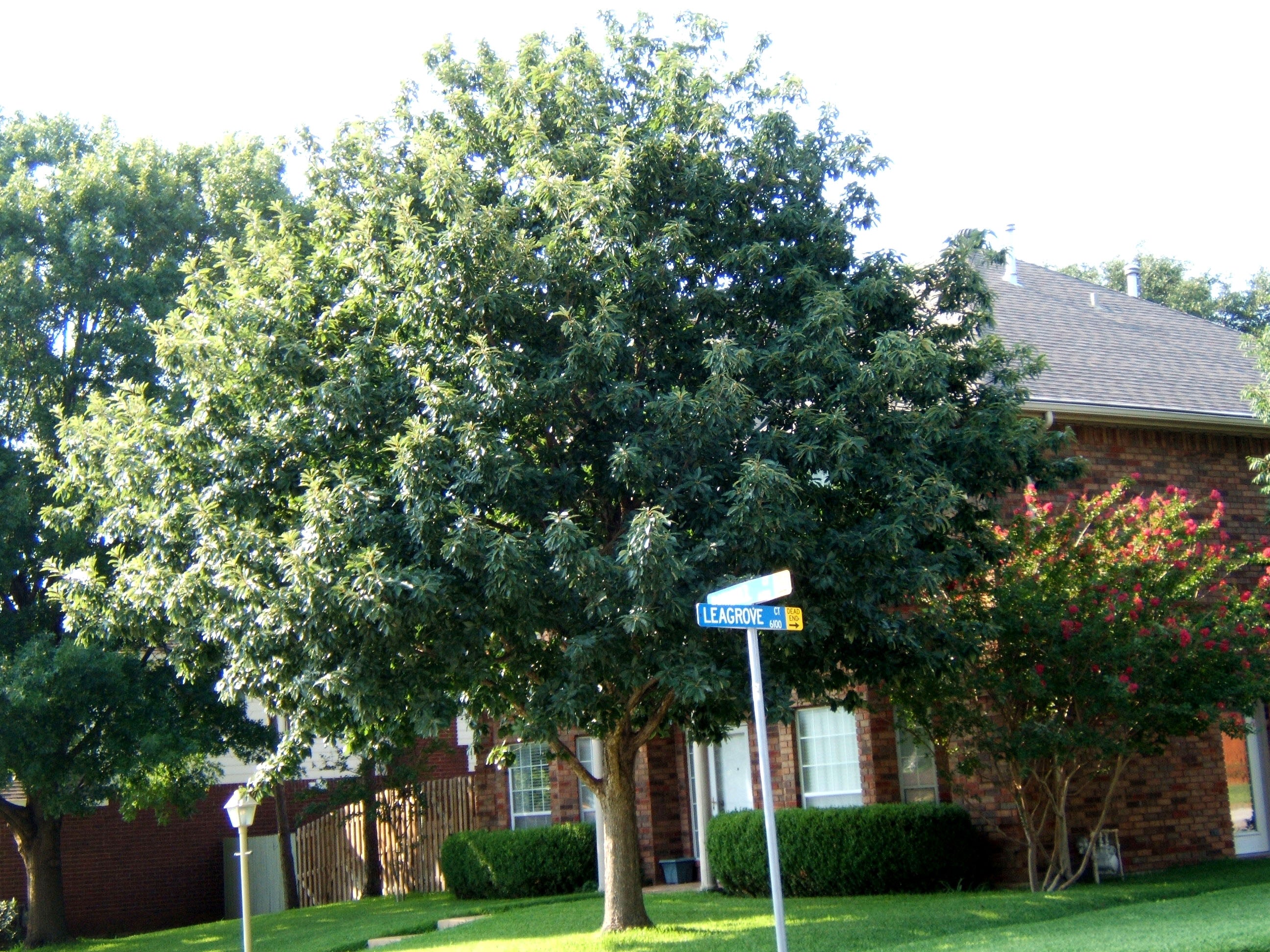 Chinquapin Oak - Fort Worth, Texas - The Tree Place – The Tree Place TX