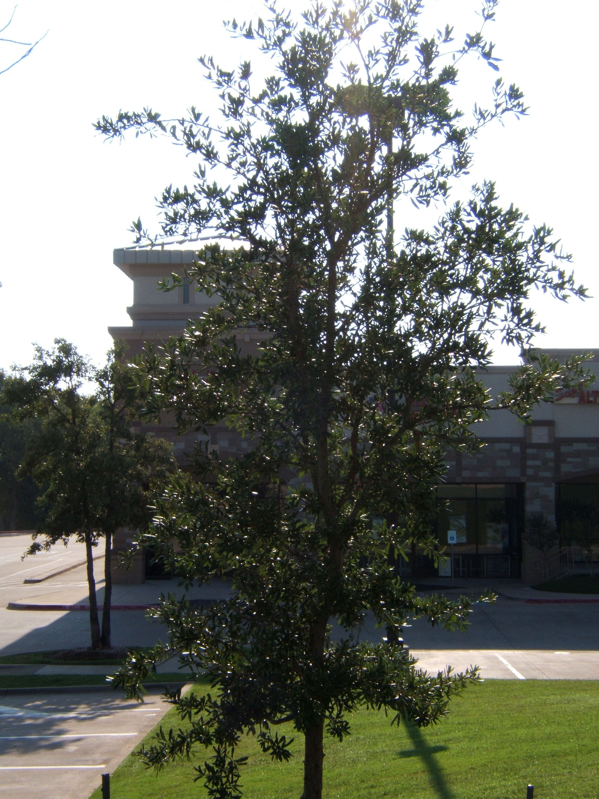 Empire Live Oak - Fort Worth, Texas - The Tree Place – The Tree Place TX