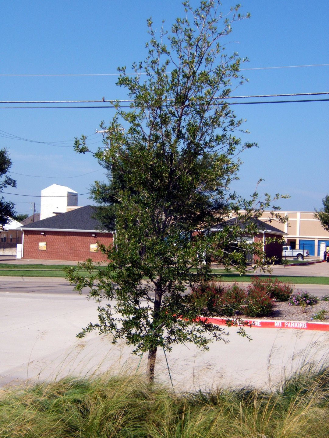 Empire Live Oak - Fort Worth, Texas - The Tree Place – The Tree Place TX