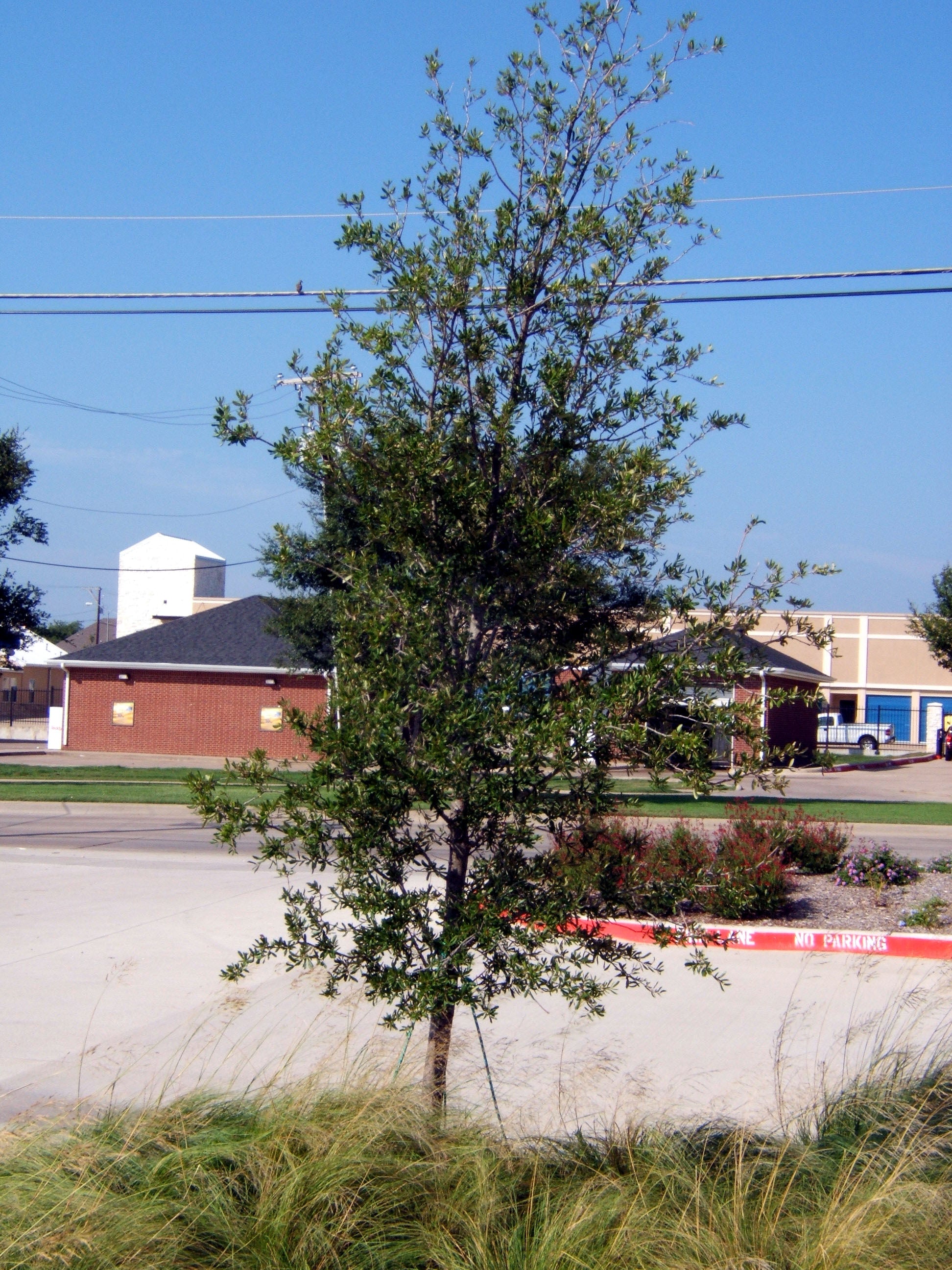 Empire Live Oak - Fort Worth, Texas - The Tree Place – The Tree Place TX