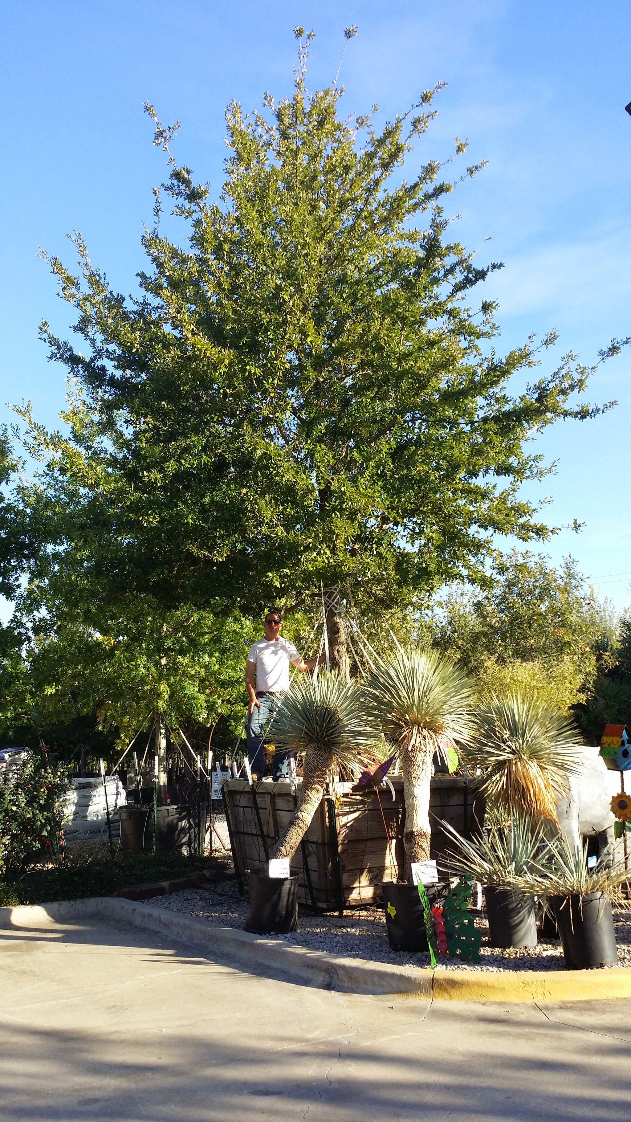 Empire Live Oak - Fort Worth, Texas - The Tree Place – The Tree Place TX