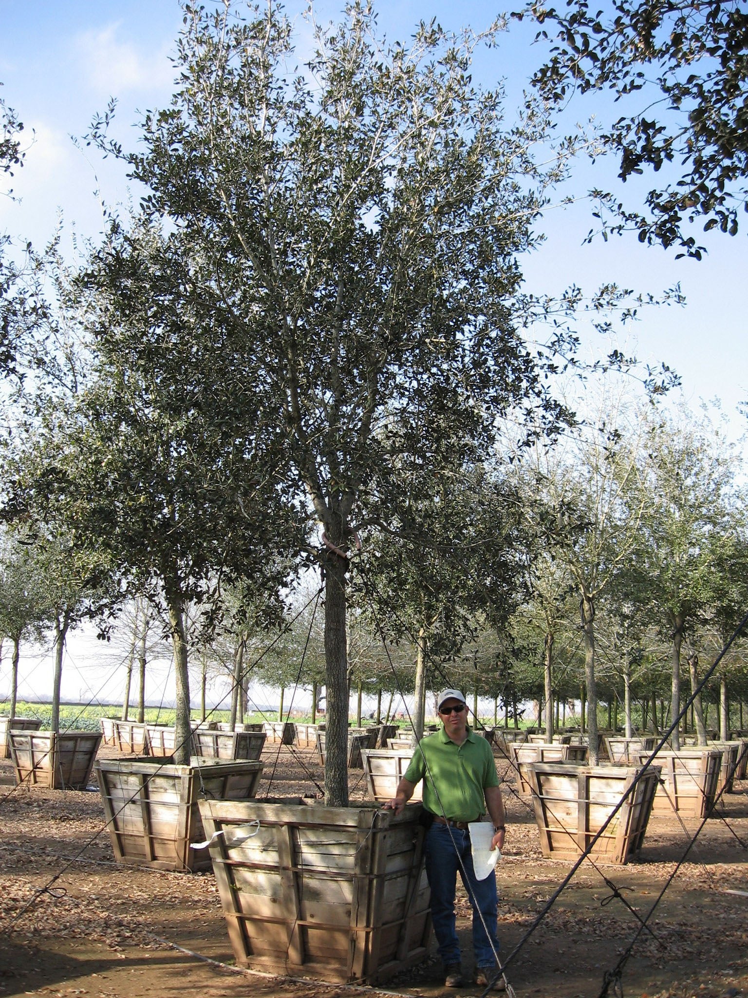Empire Live Oak - Fort Worth, Texas - The Tree Place – The Tree Place TX