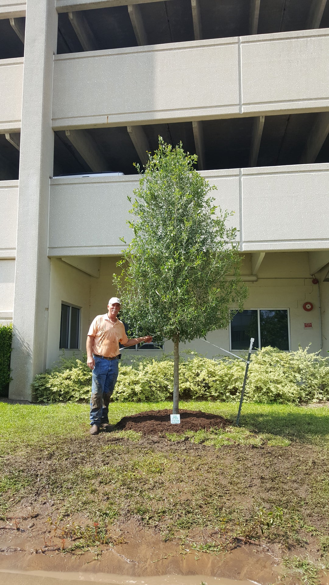 Empire Live Oak - Fort Worth, Texas - The Tree Place – The Tree Place TX