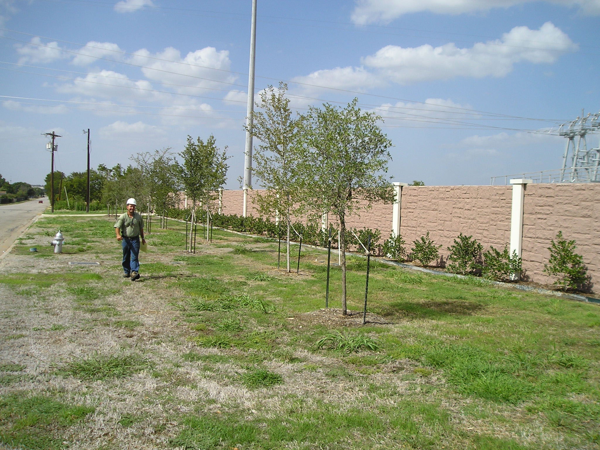 Empire Live Oak - Fort Worth, Texas - The Tree Place – The Tree Place TX