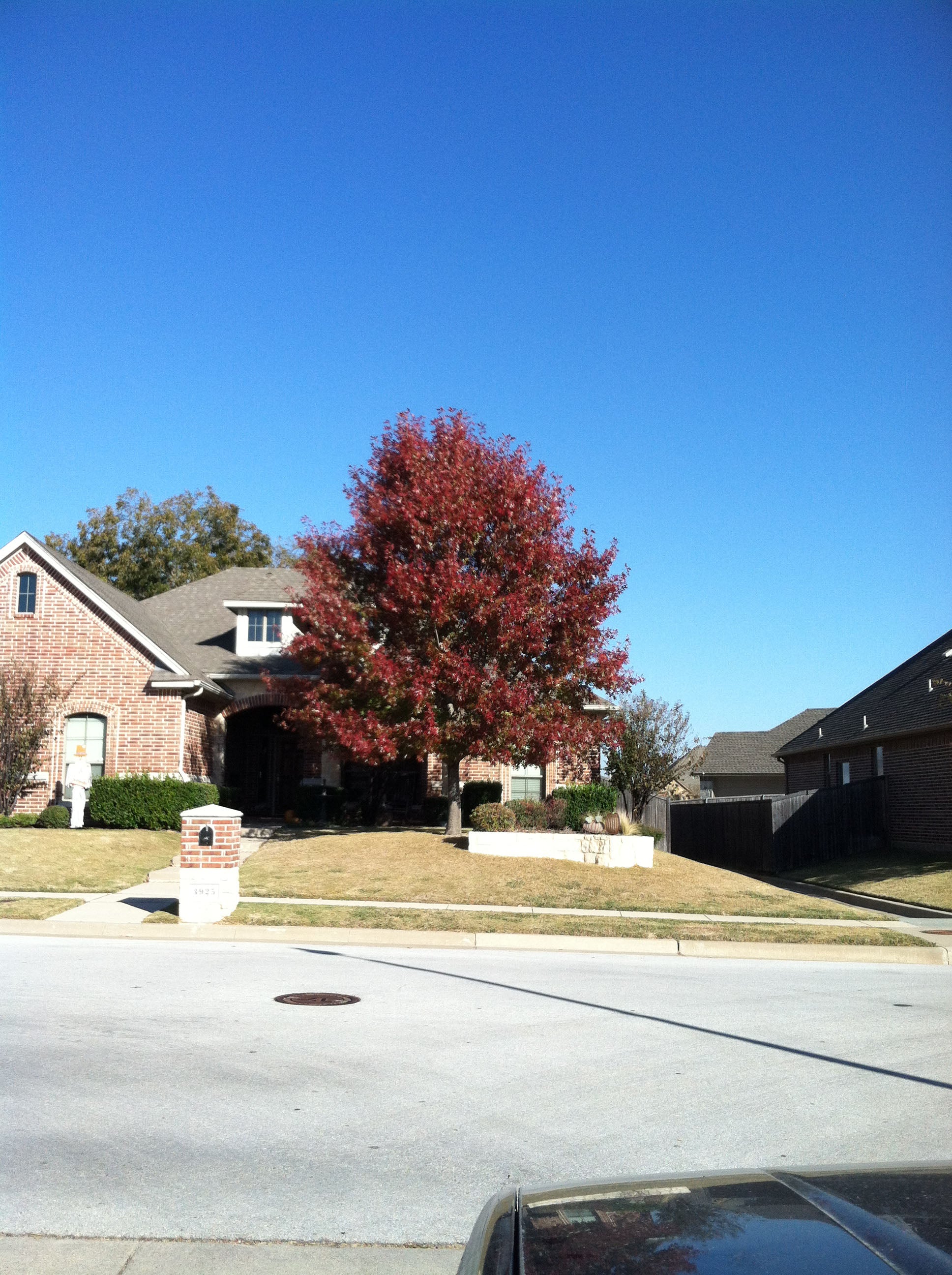 Shumard Red Oak - Fort Worth, Texas - The Tree Place Best Seller! – The ...