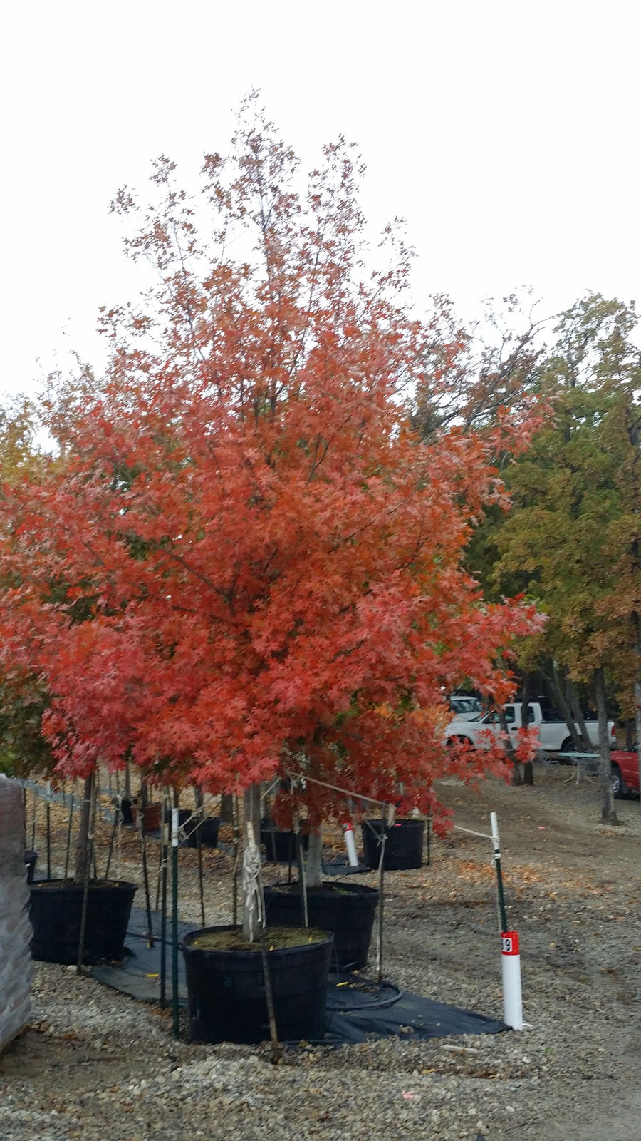 Shumard Red Oak - Quercus Shumardii - OUR BEST SELLER -