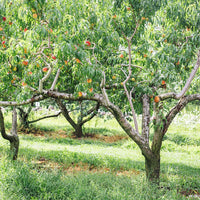 Peach Tree - Prunus Persica