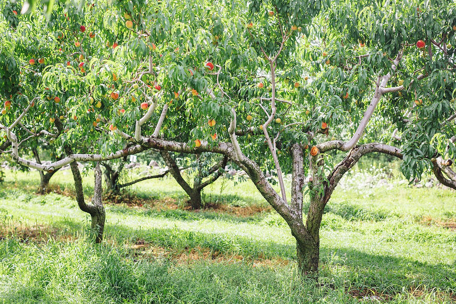 Peach Tree - Prunus Persica