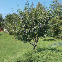 Plum Tree - Prunus Domestica