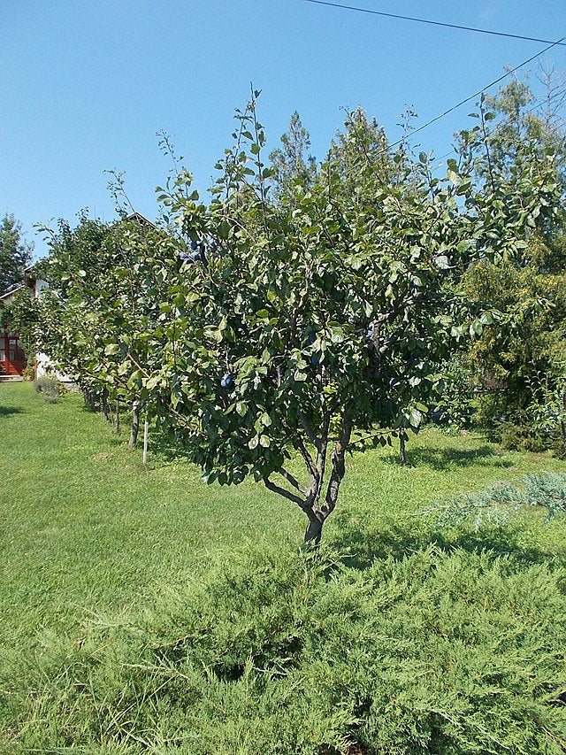 Plum Tree - Prunus Domestica